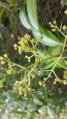 Miconia albicans
