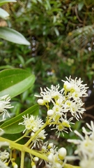 Miconia albicans