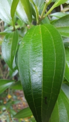 Miconia albicans