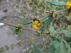 Triumfetta rhomboidea