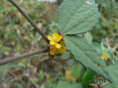 Triumfetta rhomboidea