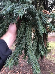 Taxus baccata