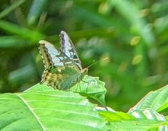 Parthenos sylvia roepstorfii