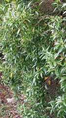 Miconia albicans