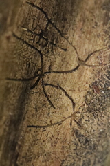 Pityogenes chalcographus