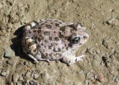 Tomopterna delalandii