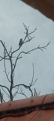 Dendrocopos major