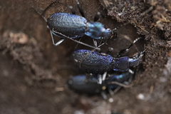 Carabus intricatus