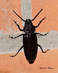 Mallodon spinibarbis