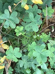 Oxalis pes-caprae