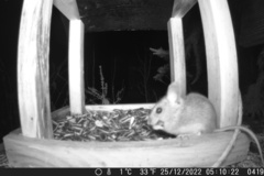 Apodemus sylvaticus