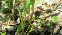 Carex digitata