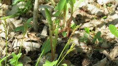 Carex digitata