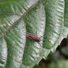 Phaesticus mellerborgi