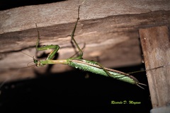 Coptopteryx argentina