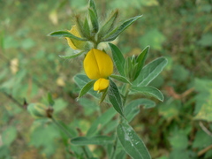 Crotalaria calycina