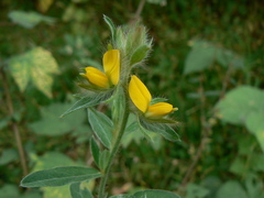 Crotalaria calycina