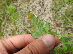 Coleosporium senecionis