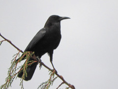 Corvus capensis