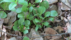 Pyrola rotundifolia