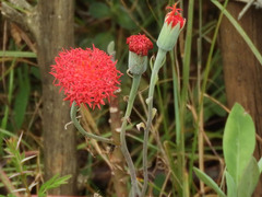 Kleinia abyssinica image