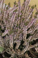 Calluna
