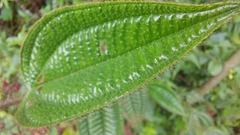 Miconia australis