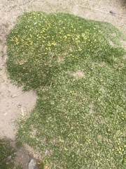 Azorella diapensioides