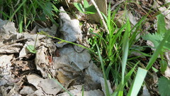 Carex digitata