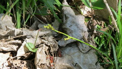 Carex digitata