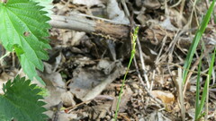 Carex digitata