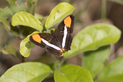 Adelpha syma