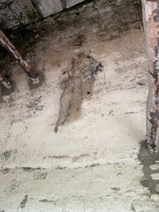 Panyptila cayennensis