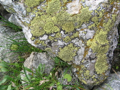 Rhizocarpon geographicum