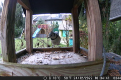 Lophophanes cristatus