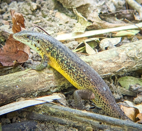 Andaman Islands grassskink, Eutropis andamanensis