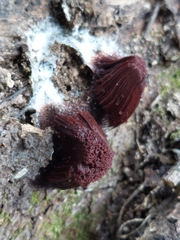 Stemonitis