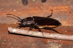Mallodon spinibarbis
