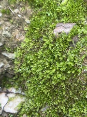 Rhynchostegium confertum