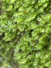 Rhynchostegium confertum