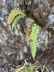 Polystichum nepalense