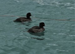 Aythya fuligula