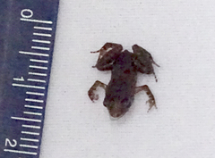 Arthroleptis stenodactylus