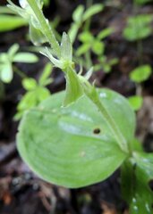 Neottia convallarioides