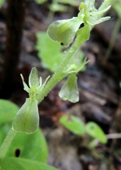 Neottia convallarioides