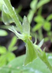Neottia convallarioides