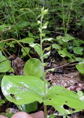 Neottia convallarioides