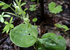 Neottia convallarioides