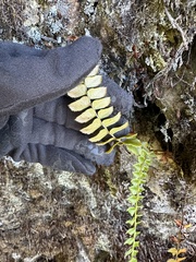 Polystichum nepalense