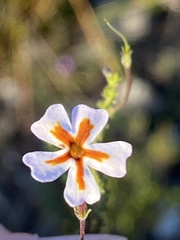 Jamesbrittenia albomarginata